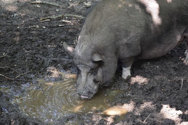 向冠军的重 向冠军的重